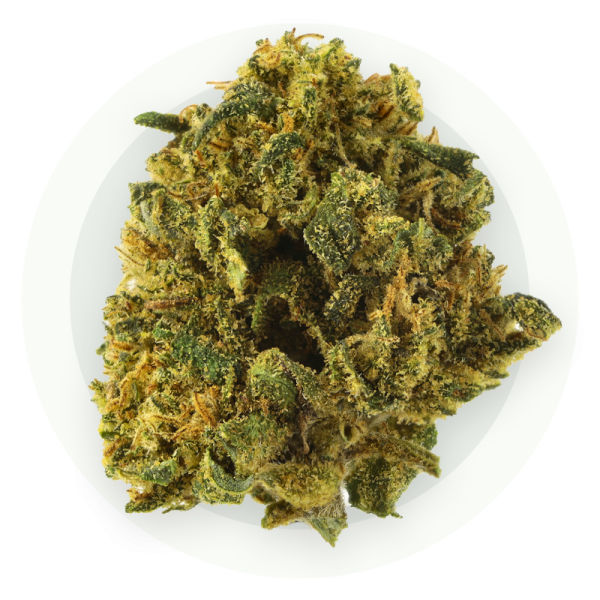 White Widow Small Bud