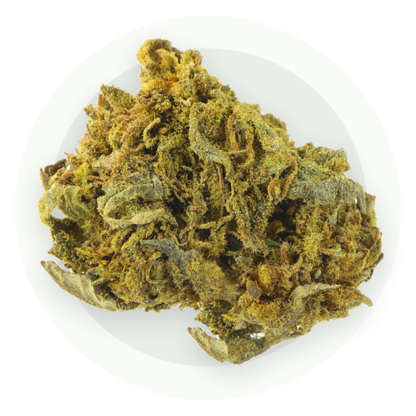 Cannatonic Small Bud