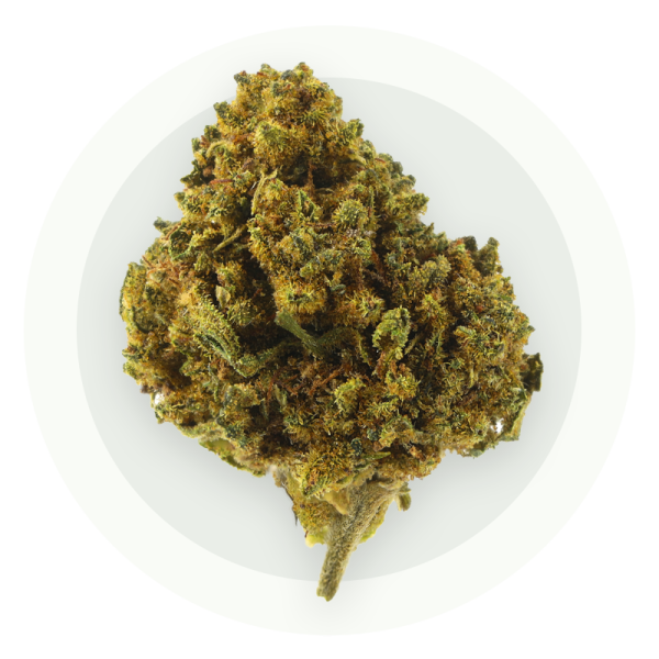Tutti Frutti Small Bud