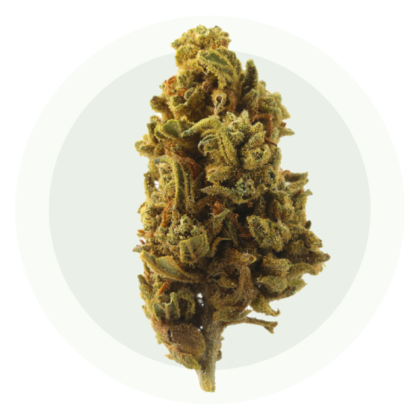 OG Kush V2 Small Bud